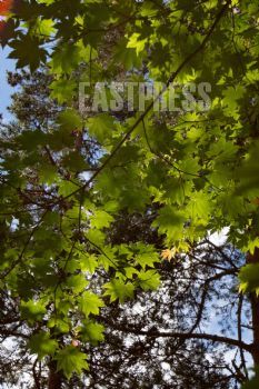 EA349848, Eastpress , Kouvola, Finland